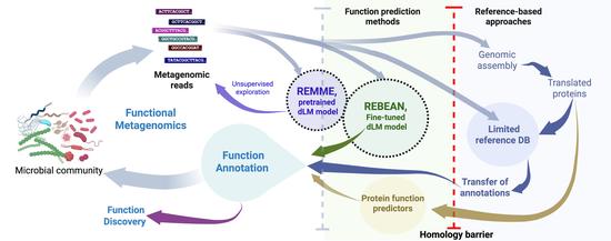 DNA Language Model for metagenomic exploration
